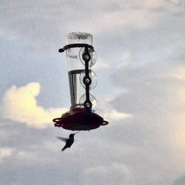 A hummingbird at the feeder on Heather's window